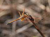 2007-09-29_Heidelibel_spec - Mlilwane, Swaziland